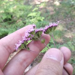 Stevia
