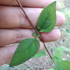 Stevia