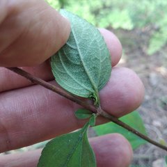 Stevia