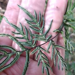 Polypodiopsida