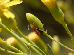 Dorymyrmex planidens