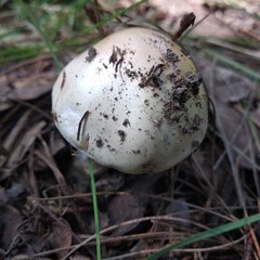 Phalloideae