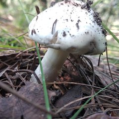 Phalloideae