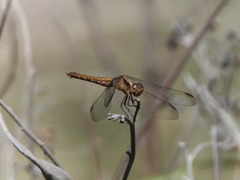 Erythrodiplax connata