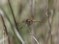 Erythrodiplax connata