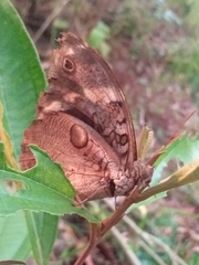 Opsiphanes quiteria