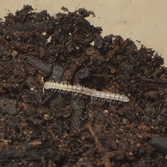 Macrosternodesmidae