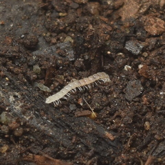 Macrosternodesmidae