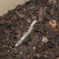 Macrosternodesmidae