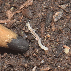 Macrosternodesmidae