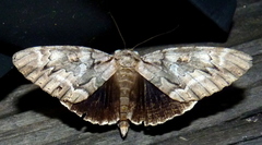 Catocala luctuosa
