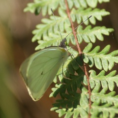 Leptophobia aripa elodia