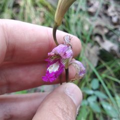 Bletia
