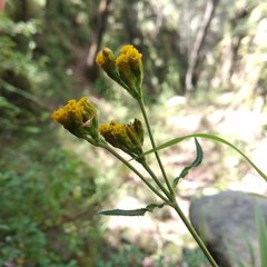 Alloispermum scabrum