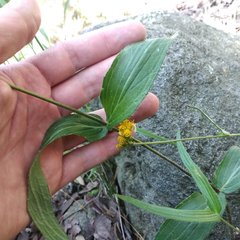 Alloispermum scabrum