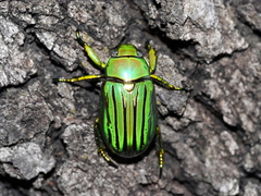 Chrysina gloriosa