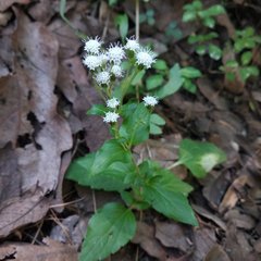 Eupatorieae