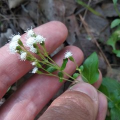 Eupatorieae