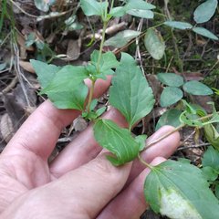 Eupatorieae