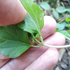 Eupatorieae