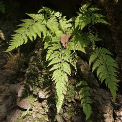 Polypodiopsida