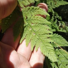 Polypodiopsida