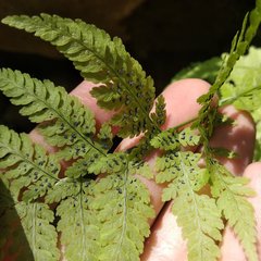 Polypodiopsida
