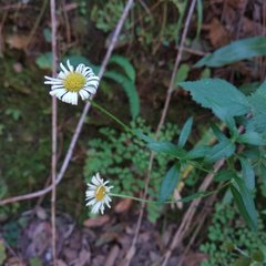 Erigeron karvinskianus