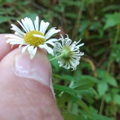Erigeron karvinskianus