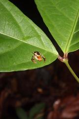 Stephanopoides simoni