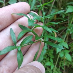 Erigeron karvinskianus
