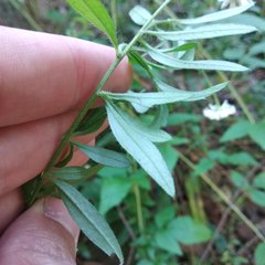 Erigeron karvinskianus
