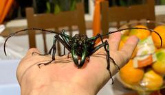 Psalidognathus friendii