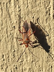 Dysdercus intermedius