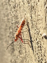 Dysdercus intermedius