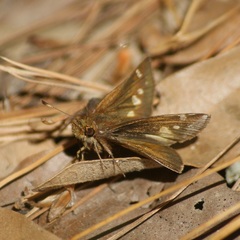 Lon melane vitellina