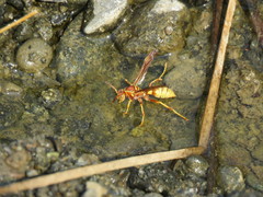 Polistes dorsalis californicus