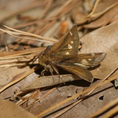 Lon melane vitellina