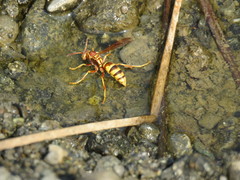 Polistes dorsalis californicus