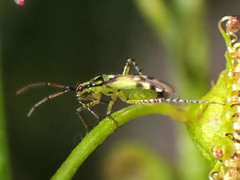 Setocoris