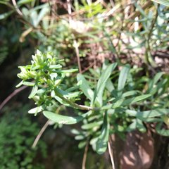 Sedum quevae