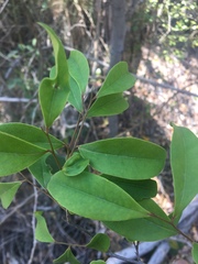 Myrsine crassifolia