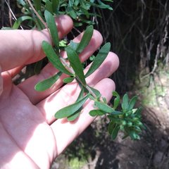 Sedum quevae