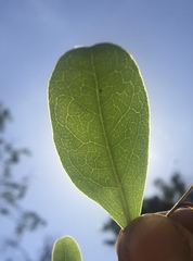 Myrsine crassifolia