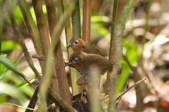 Cyphorhinus phaeocephalus