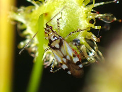Setocoris