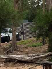 Cercopithecus mitis erythrarchus