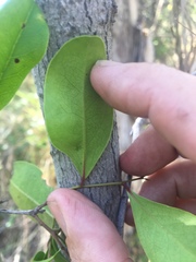 Myrsine crassifolia