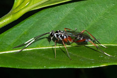 Polycyrtus neglectus