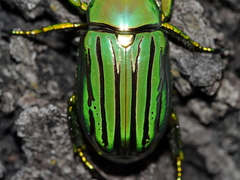 Chrysina gloriosa